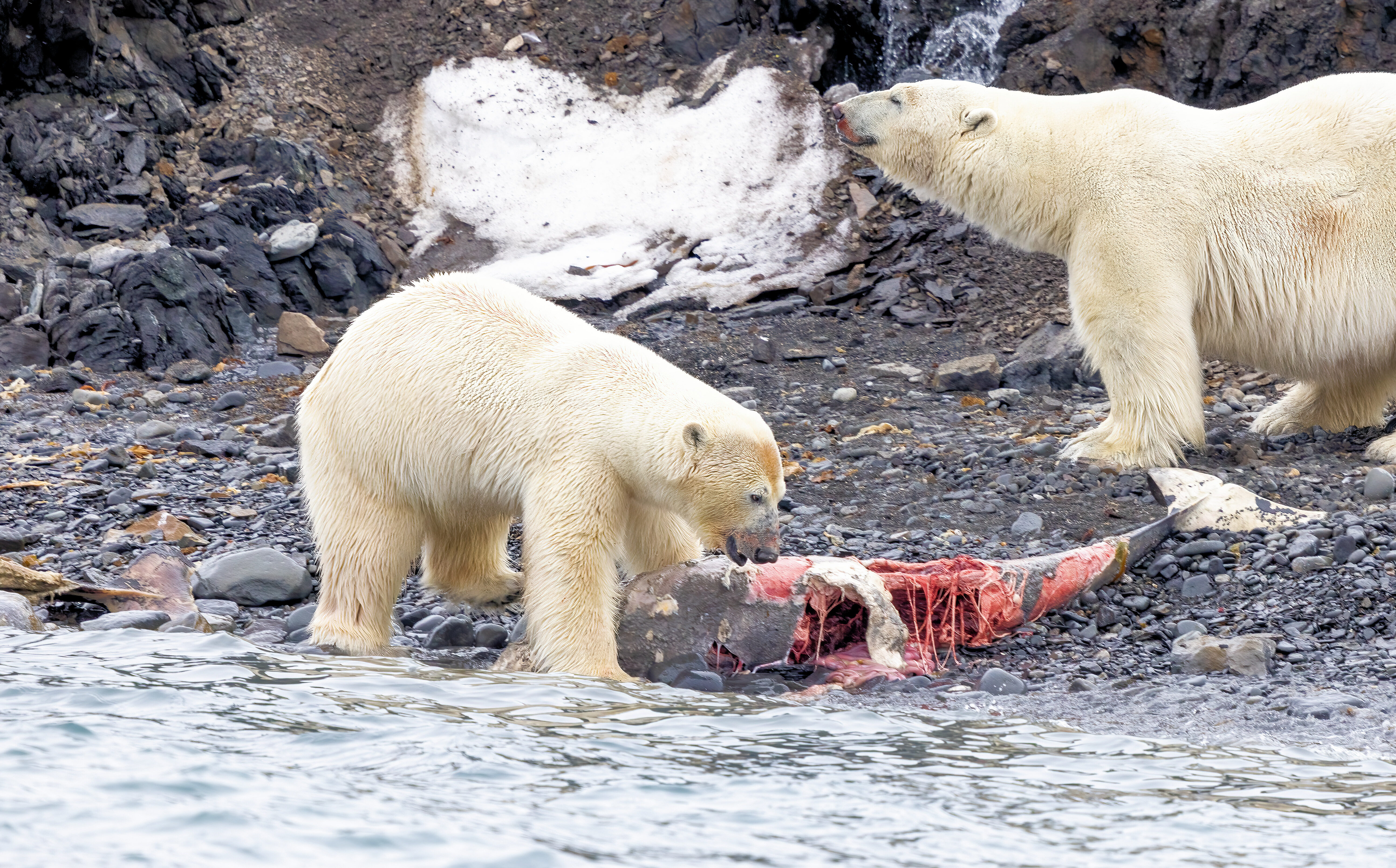 Polar Bears, Northern Svalbard © Chris Collins, June 2024