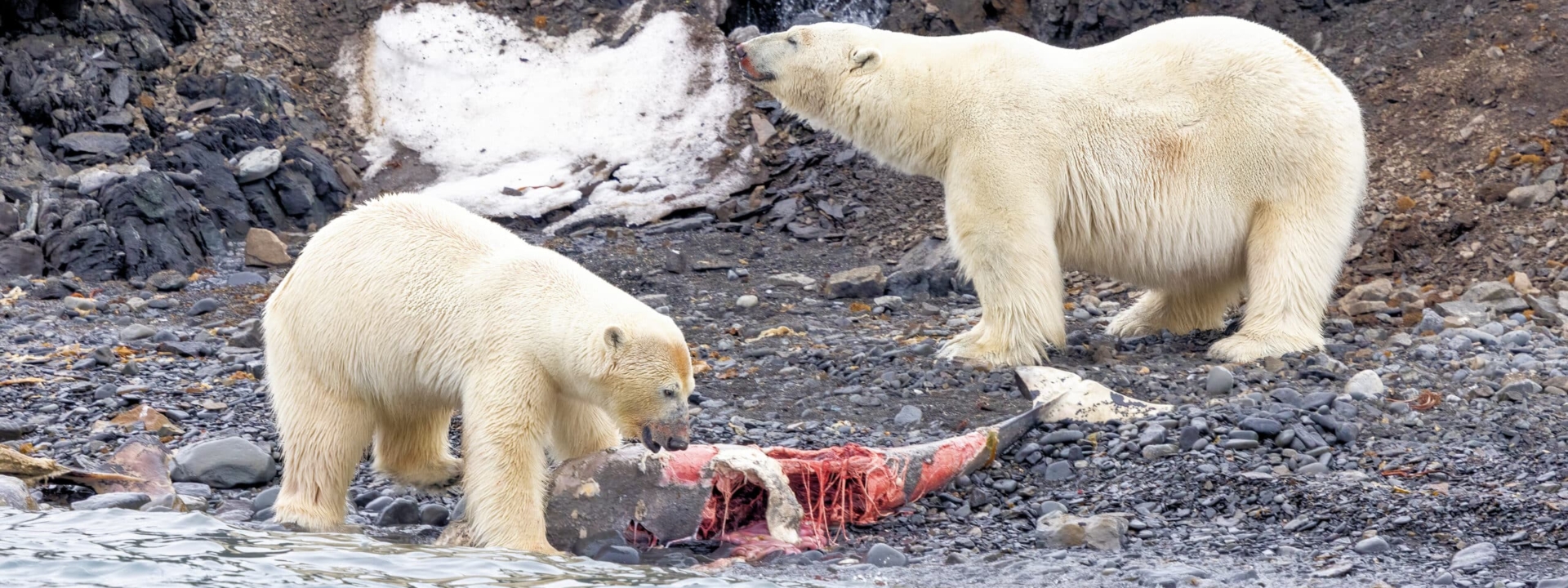 Polar Bears, Northern Svalbard © Chris Collins, June 2024