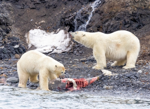 Polar Bears, Northern Svalbard © Chris Collins, June 2024