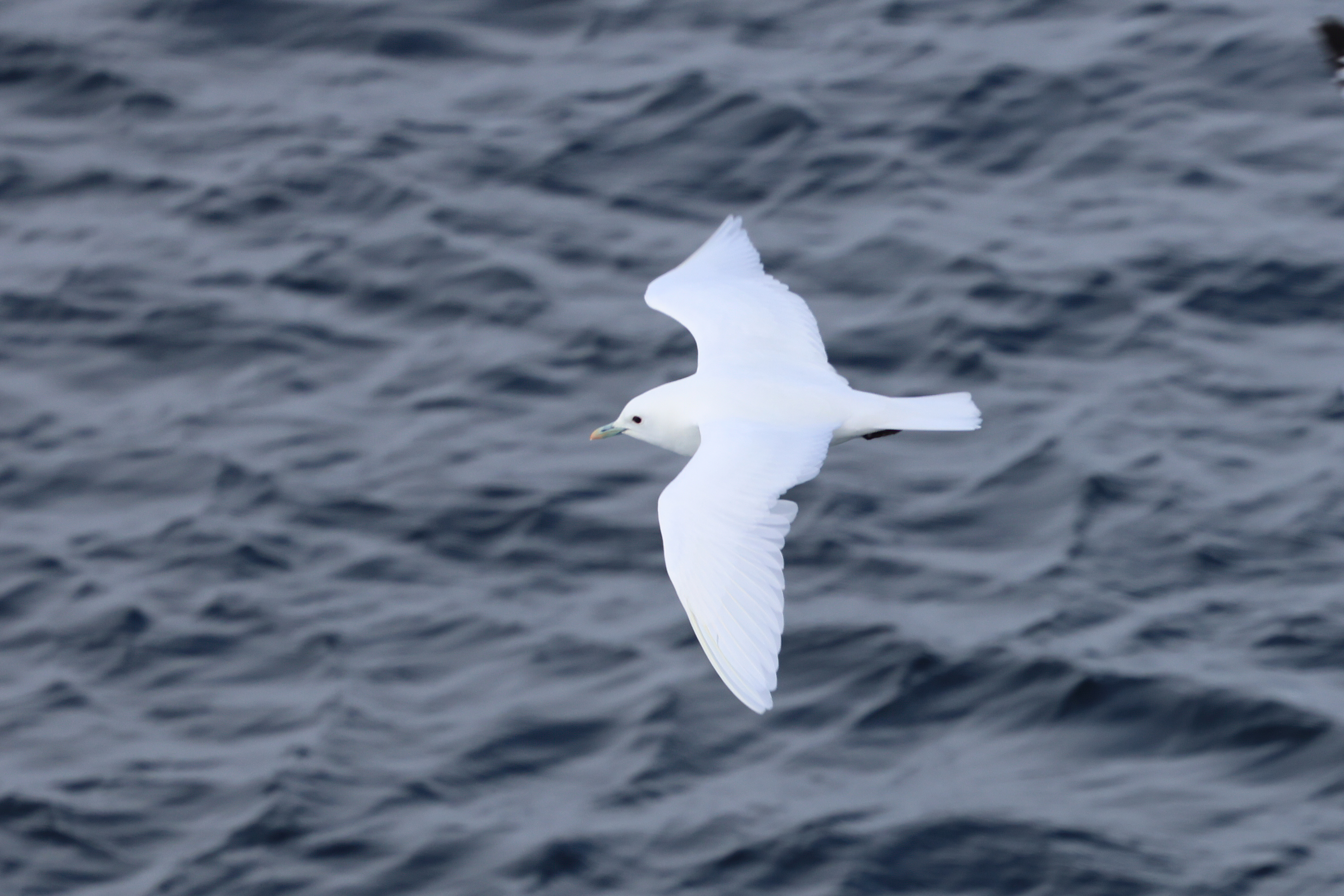 Ivory Gull, north of Svalbard in the Pack Ice © Chris Collins June 2024