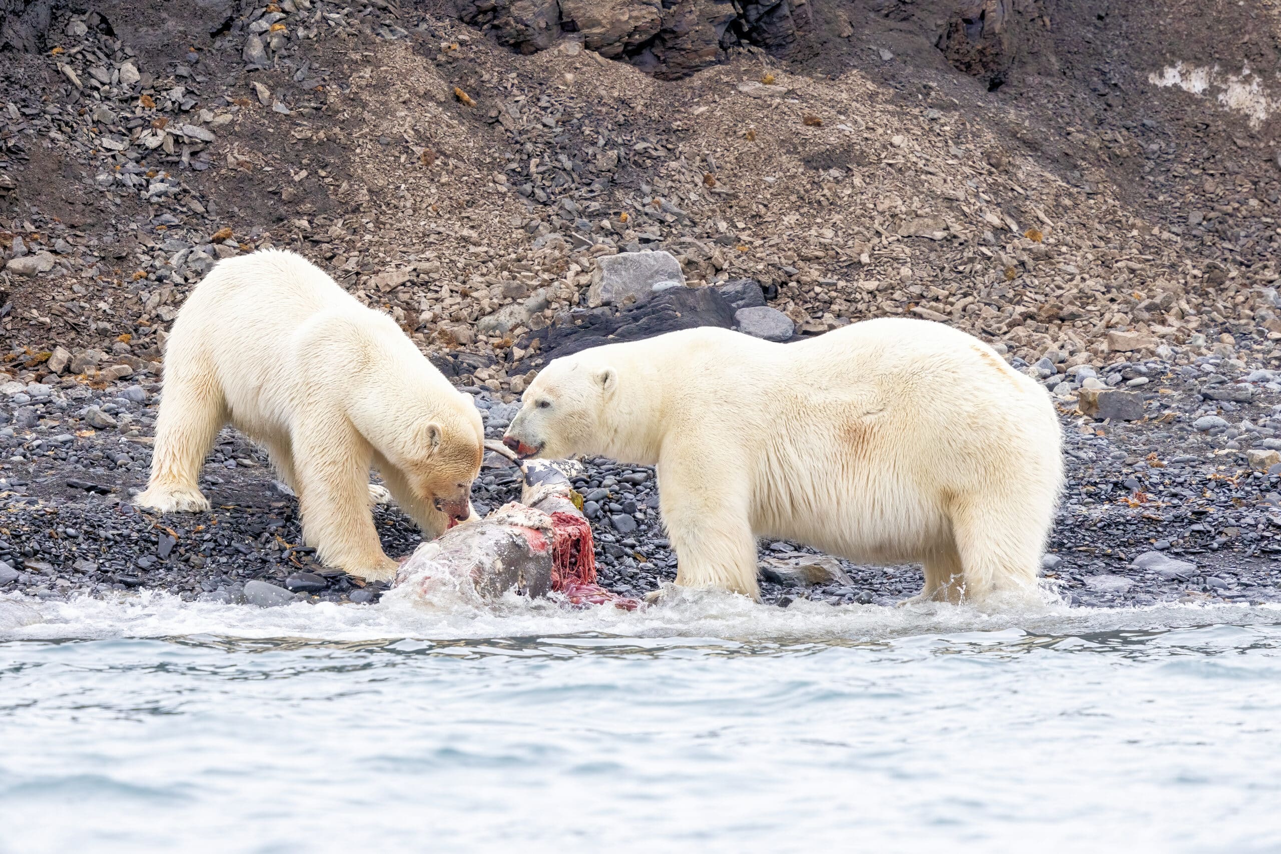 Polar Bears, Northern Svalbard © Chris Collins, June 2024