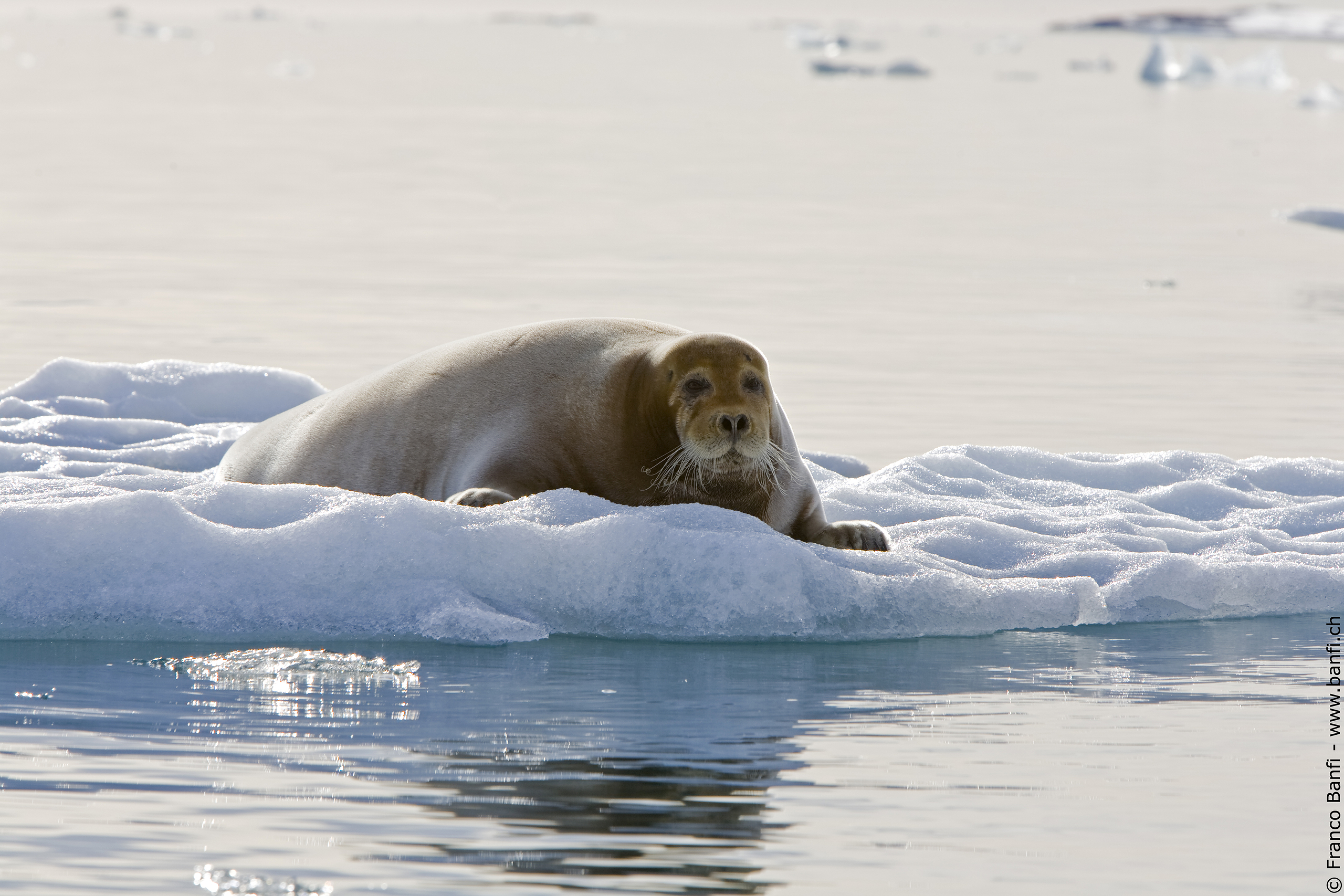 Bearded Seal, Spitsbergen, June © Franco Banfi-Oceanwide Expeditions_Franco Banfi